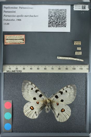 Media type: image;   Entomology 175096